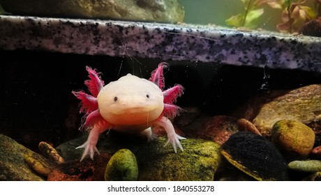 Adorable axolotl is exotic aquarium pet