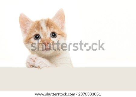 Adorable baby cat with its paws folded like its praying or begging isolated on a white background with space for copy