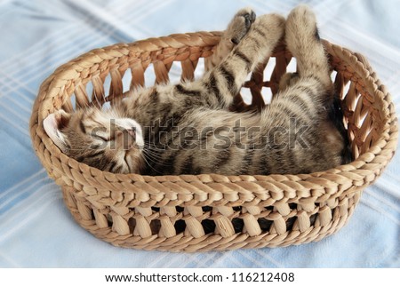 adorable baby cat sleeping in basket over light blue background