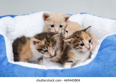 Adorable Baby Cats In A Warm Fuzzy Bed. Studio Shot Of Four Little Kittens