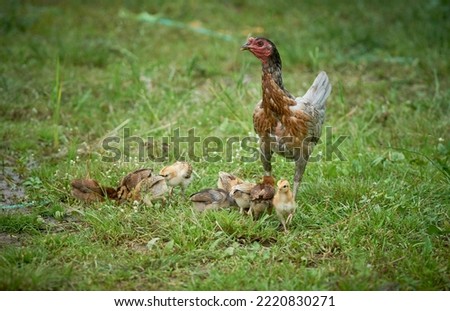 Similar – Gelbes Baby Muskovy Entenküken Cairina moschata