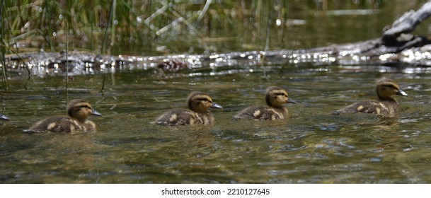 Adorable Baby Ducks All In A Row Swimming In A Green Lake.  Four Of Them Together.