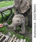 Adorable Baby Elephant with Mum in Chiang Mai Elephant Sanctuary, Thailand