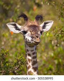 Adorable baby giraffe with funny tufts in Kenya's Masai Mara