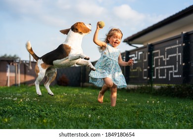 Adorable Baby Girl Runs Together With Beagle Dog In Backyard On Summer Day. Domestic Animal With Children Concept.