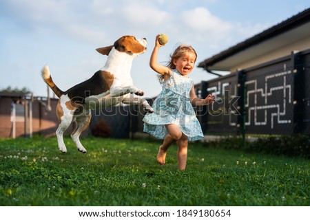 Adorable baby girl runs together with beagle dog in backyard on summer day. Domestic animal with children concept.
