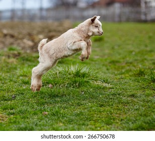 Adorable Baby Goat Jumping Around On A Pasture