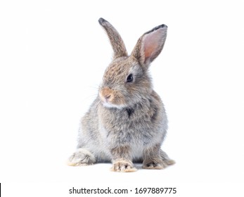 Adorable baby gray rabbit sitting isolated on white background. Lovely action of young rabbit.