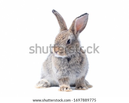 Adorable baby gray rabbit sitting isolated on white background. Lovely action of young rabbit.