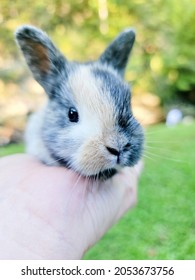 Adorable Baby Harlequin Bunny Rabbit 