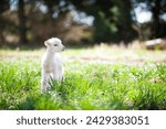 Adorable baby lamb standing in a sunny field of grass. Baby sheep looking across the field of grass. 