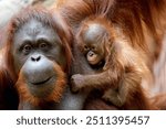 Adorable baby orangutan clings to its mother in their natural habitat, showcasing the strong bond between them in a tropical rainforest environment.