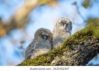 Adorable Baby Owls Sleeping Peacefully in the Forest