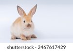 Adorable baby rabbit bunnies brown looking at something sitting playful over isolated white background. Puppy lovely furry brown bunny ears rabbit playful with copy space. Easter bunny animal concept.