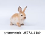 Adorable baby rabbit bunnies brown looking at something sitting playful over isolated white background. Puppy lovely furry brown bunny ears rabbit playful with copy space. Easter bunny animal concept.