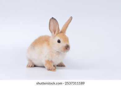 Adorable baby rabbit bunnies brown looking at something sitting playful over isolated white background. Puppy lovely furry brown bunny ears rabbit playful with copy space. Easter bunny animal concept. - Powered by Shutterstock