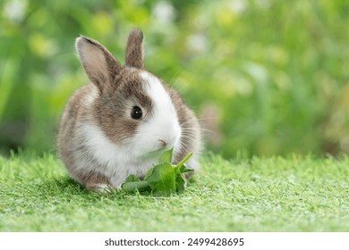 Adorable baby rabbit bunny eating vegetable sitting on green grass spring time over bokeh nature background. Cuddly furry white brown rabbit eat fresh vegetable at outdoor. Easter animal concept. - Powered by Shutterstock