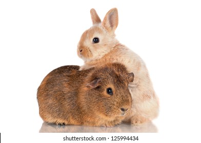 guinea pig and rabbit