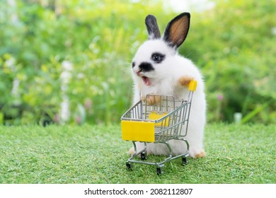 Adorable Baby Rabbit White Black Pushing Empty Yellow Shopping Basket Cart While Walking On Green Grass Over Nature Background. Rabbit Open Mouth Yawning. Easter Bunny Animal And Shop Online Concept.