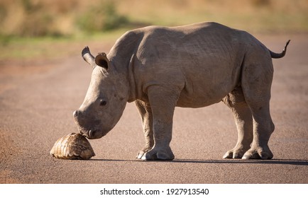 An adorable baby Rhino kisses a Tortoise