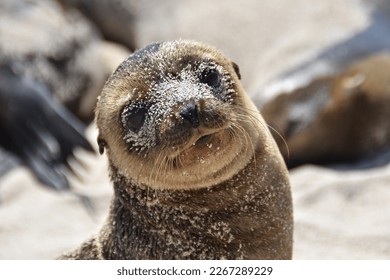 Adorable baby sealion chilling at the beach after playing in the sand