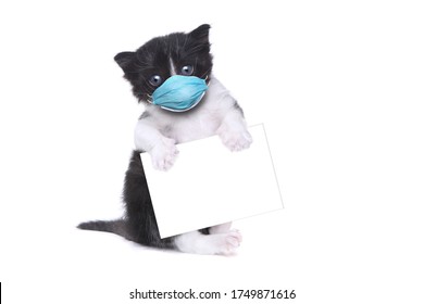 Adorable Baby Tuxedo Style Kitten Wearing PPE Mask