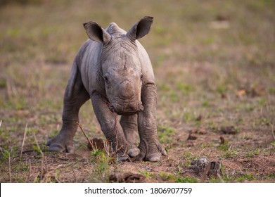 An adorable baby White Rhino calf photographed on a safari in South Africa 