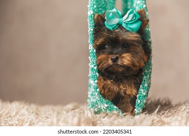 Adorable Baby Yorkie Dog With Bow Looking To Side While Being In A Sack On The Carpet On Beige Background