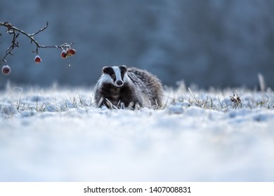adorable badger walking in snow with frozen apples next to him
