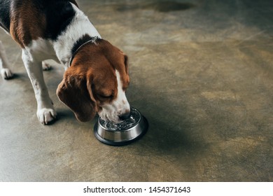 Adorable Beagle Dog Drinking Water From Bowl