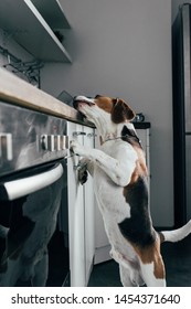 Adorable Beagle Dog Leaning On Kitchen Counter