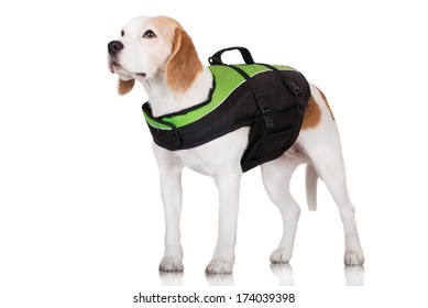 Adorable Beagle Dog In A Life Jacket