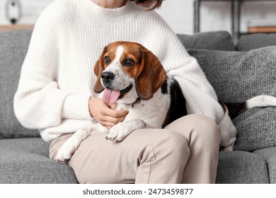 Adorable Beagle dog lying on young woman legs on comfortable sofa at home, closeup - Powered by Shutterstock