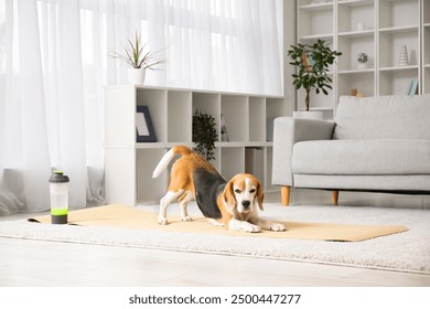 Adorable Beagle dog lying on yoga mat in living room - Powered by Shutterstock