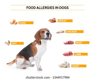 Adorable Beagle Dog On White Background. Food Allergies 