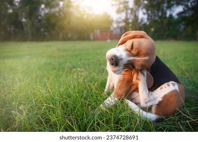 An adorable beagle dog scratching body outdoor on the grass field in the evening.                      
