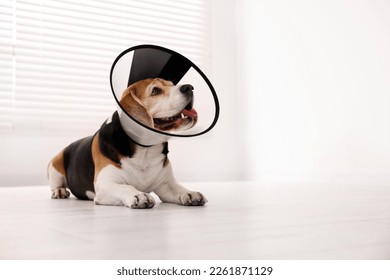 Adorable Beagle dog wearing medical plastic collar on floor indoors, space for text - Powered by Shutterstock