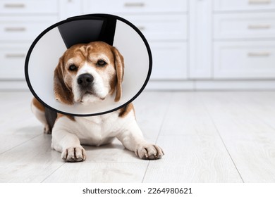 Adorable Beagle dog wearing medical plastic collar on floor indoors, space for text