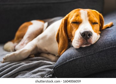 Adorable beagle hound in bright interior background. A pet sitting on the sofa with sad face. Depression concept