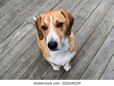 Adorable Beagle Mix Dog Sitting on Wooden Deck - Shutterstock ID 2225245229