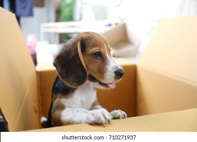 dog in a box