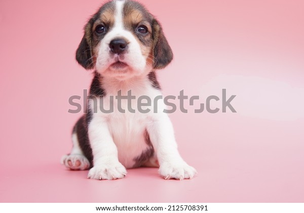 do beagles have pink noses