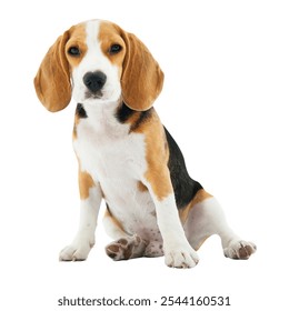 Adorable beagle puppy sitting. Beagle dog with floppy ears. Cute beagle on white background. Playful beagle puppy looking curious. Dog with tricolor fur. Isolated on white background - Powered by Shutterstock