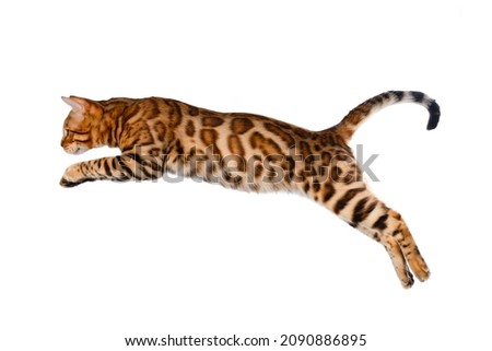 Adorable Bengal cat jumping on a white isolated background, showing its beautiful spotted pattern on the fur. Side view.