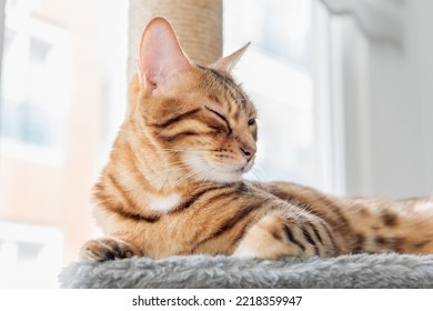 Adorable Bengal cat on a scratching post near the window. Selective focus. - Shutterstock ID 2218359947