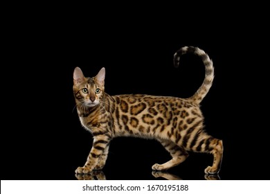 Adorable Bengal Cat Showing his gold fur on Isolated Black Background, side view