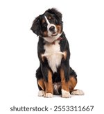 Adorable bernese mountain dog puppy tilting its head with curiosity, panting slightly, showcasing its playful nature