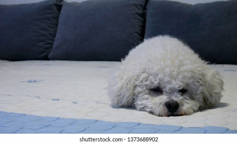 Adorable Bichon Frise Dog On A Bed