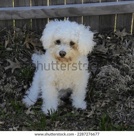 Adorable bichon poo enjoying a spring day outdoors.  Watching the birds and squirrels, this fun pup didn't know I existed.