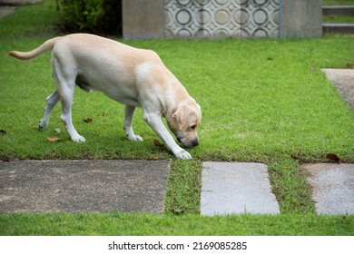 Adorable Big White Labrador Retriever Dog Walks On Grass Field And Sniffs When It Finds Weird Animal Smell.